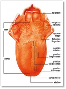 Fig. 8.jpg